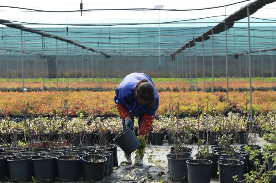 A worker in a flower nursery, 17 March 2020. The nursery in Changsha, Hunan province, has resumed operations, including stepping up online sales. (Chen Zhenhai/Xinhua)