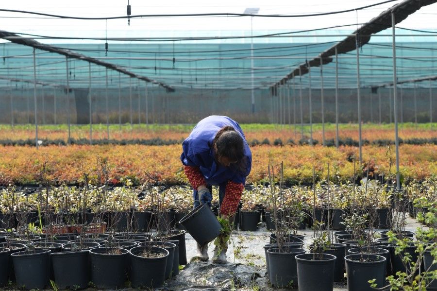 A worker in a flower nursery, 17 March 2020. The nursery in Changsha, Hunan province, has resumed operations, including stepping up online sales. (Chen Zhenhai/Xinhua)