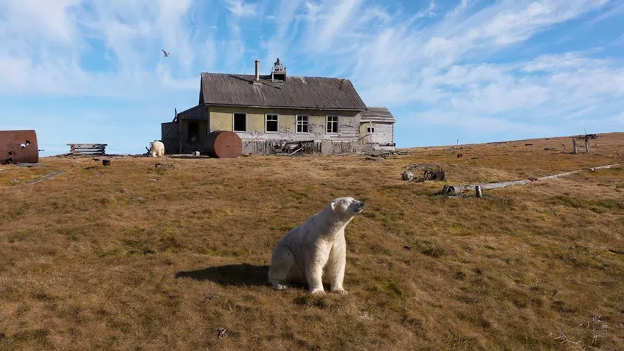 Polar bears take over the abandoned Soviet-era research station on Kolyuchin Island in the Chukchi Sea, in Russia's far northeast, 14 September 2025, in this still image taken from a drone video. (Instagram @makhorov/Handout via Reuters)