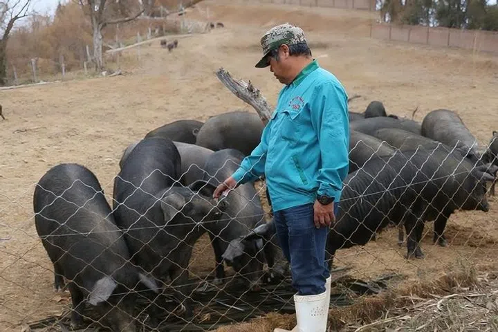 Pig farming, livestreaming: Singaporeans find new opportunities in China