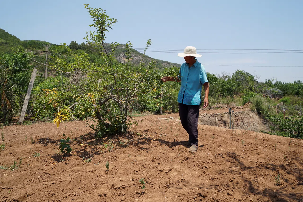 Seventy-year-old farmer Liu inspects her drought-affected crops amid an orange alert for heatwave in Jinan, Shandong province, on 19 June 2024.