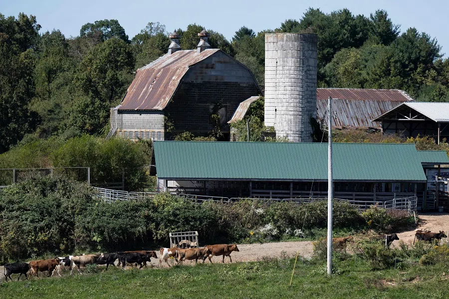 Dairy cows at the Meadow Creek Dairy Farm on 5 October 2022, in Galax, Virginia, US. (Brendan Smialowski/AFP)
