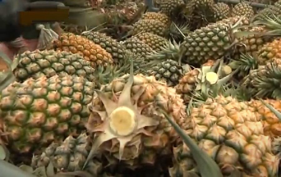 Hong Kong's import of pineapples from Taiwan has increased significantly. (Internet)