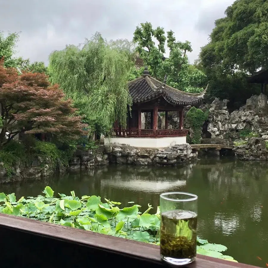 Will Songluo tea become fashionable again?