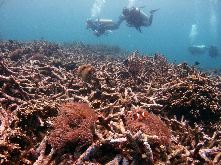 Divers swim above a bed of dead corals off Malaysia's Tioman island in the South China Sea, 4 May 2008. (David Loh/File Photo/Reuters)