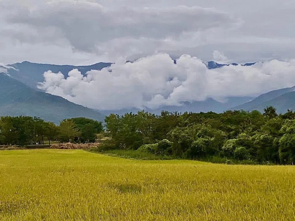 A wheat field in Chishang Township, Taitung County. (Facebook/蔣勳)