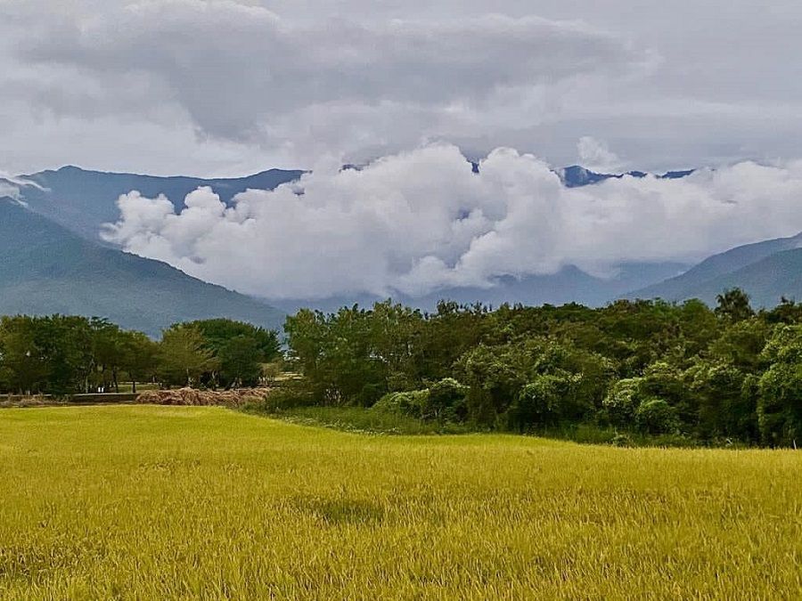 A wheat field in Chishang Township, Taitung County. (Facebook/蔣勳)