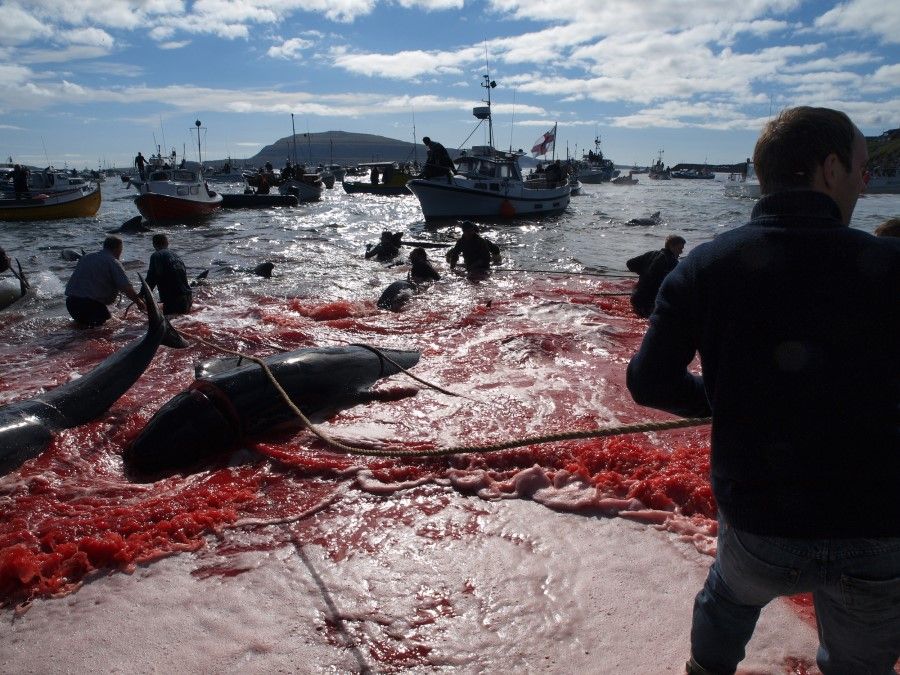 Long-finned pilot whales are beached and killed on the Faroe Islands. Norway and the Faroe Islands have been eating whale meat for centuries. The Norwegian tradition of whaling goes back to the Middle Ages and even to the Stone Age, with records of medieval laws regulating coastal whaling in the high Middle Ages. (iStock)