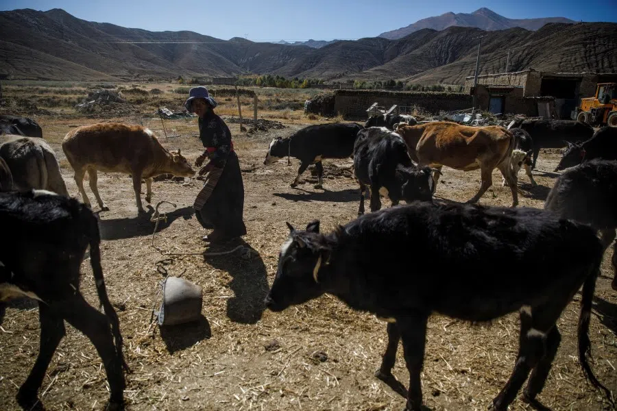 A farmer drives cattle out of a village in Samzhubze District outside Shigatse, Tibet Autonomous Region, China, 18 October 2020. (Thomas Peter/Reuters)