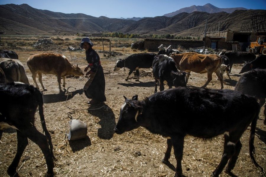 A farmer drives cattle out of a village in Samzhubze District outside Shigatse, Tibet Autonomous Region, China, 18 October 2020. (Thomas Peter/Reuters)