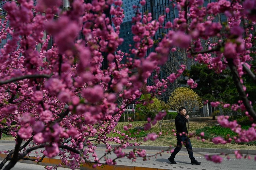 A man walks past cherry blossoms in Beijing on 2 April 2024. (Pedro Pardo/AFP)