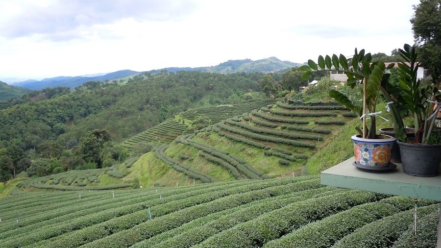 Tea plantations in Mae Salong, a KMT Chinese village in the Chiang Rai province of Thailand. (SPH Media)