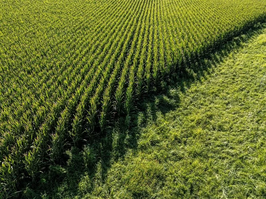 A drone view shows acres of cornfields filling the landscape near Springdale, Iowa, US, on 20 August 2025. (Evelyn Hockstein/Reuters)
