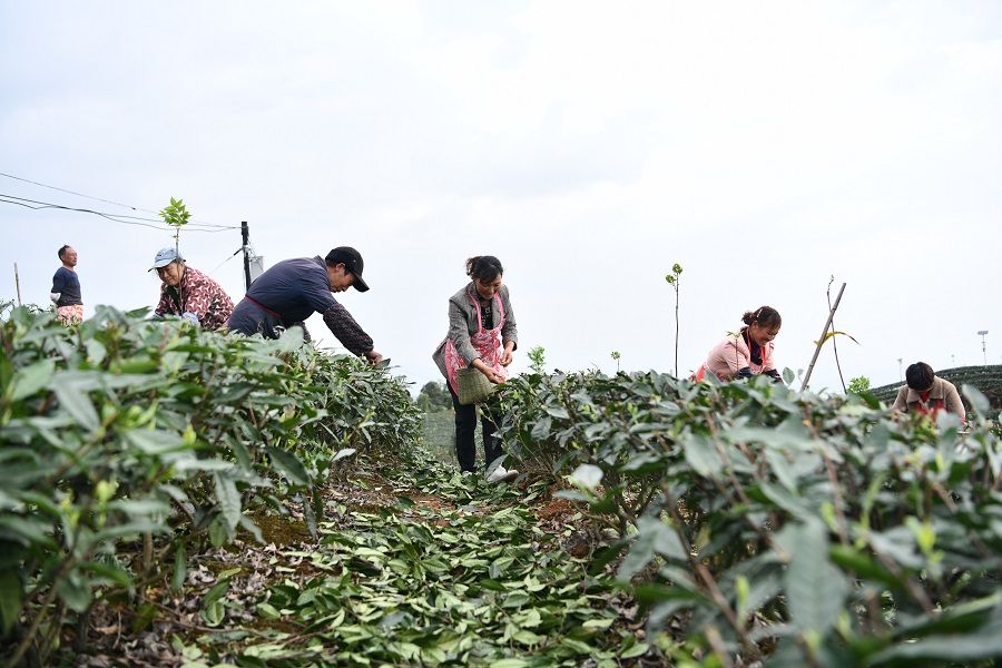 Tea farmers picking tea leaves in Hongya county, Meishan city, Sichuan province, China, on 25 March 2022. (CNS)