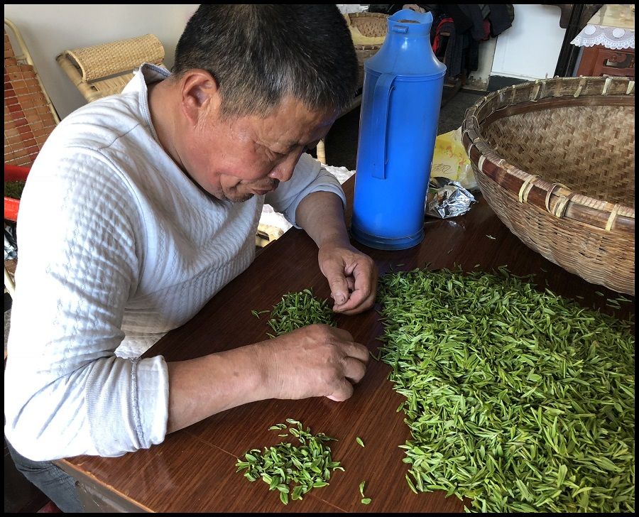 On Xishan Island in Taihu Lake, Jiangsu province, which is locally famous for one type of green tea, a local villager arduously selects the best tea leaves of a freshly picked bunch from the adjacent fields.