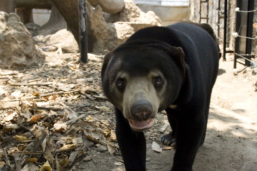 Malayan sun bears and Asiatic black bears are wanted for their bile. (SPH Media)
