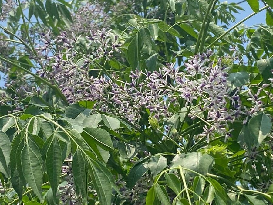 Lightly-scented baby purple chinaberry flowers. (Facebook/蔣勳)