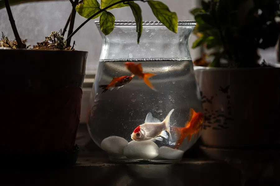 A goldfish in Sister Chen’s lodgings.