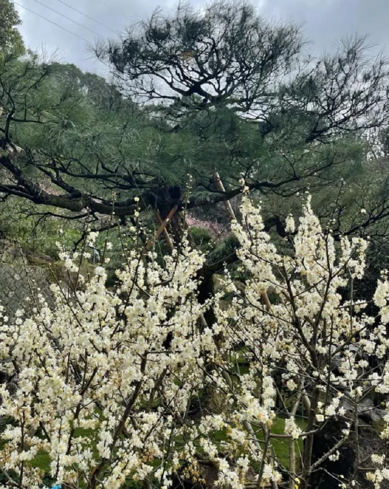 Blooming plum blossoms. (Facebook/蔣勳)