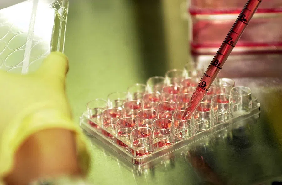 A researcher checks the function of genes in living cells.