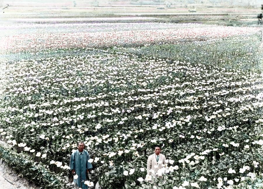 In the 1930s, the Japanese in Kwantung supported planting opium in northeast China, restricting Japanese from consuming it but selling it to the Chinese for profit.