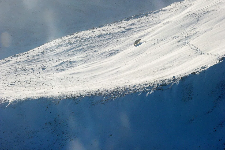 This file photograph taken on 25 September 2015, shows a polar bear on Griffith Island, in the Canadian High Arctic. (Clement Sabourin/AFP)