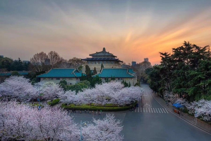 ﻿A Twitter user posted this photo, recognisable as Wuhan University, along with a caption in Chinese: "The cherry blossoms in Wuhan are all in bloom. You used to send me live feeds of the cats in Wuhan, but now it's too late for us to see them together." (Twitter/@Lulu04650453)