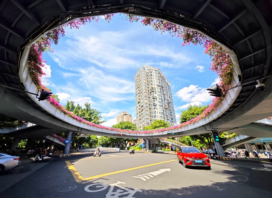 Bougainvillea flowers are blooming on many overpasses in Fuzhou, Fujian, creating a unique urban landscape, on 9 September 2025.