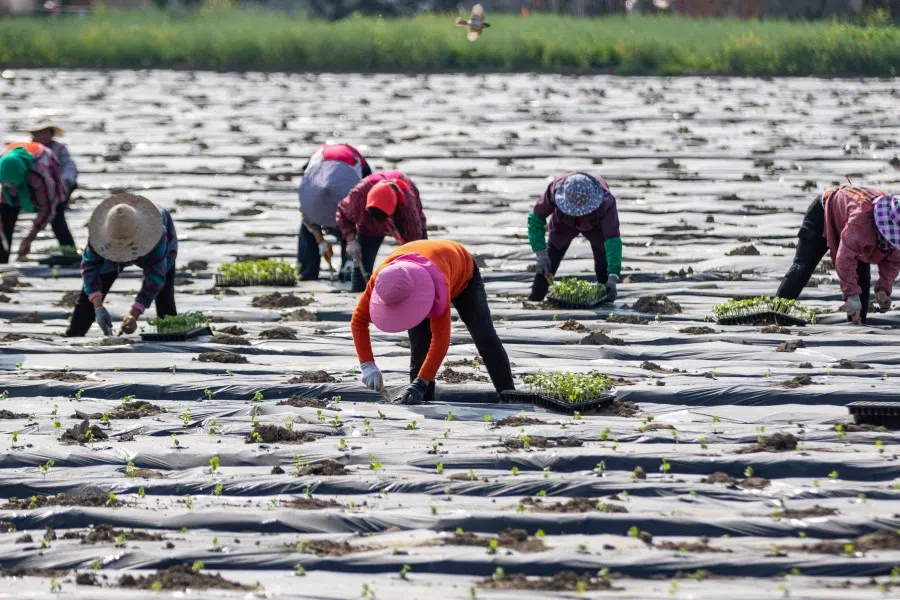 Farmers plant okra at a field in Nantong, in China's eastern Jiangsu province on 19 April 2021. (STR/AFP)