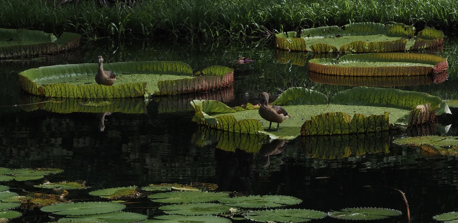 Water Lily Pond, Gardens by the Bay, Singapore. (Photo: Teo Han Wue)