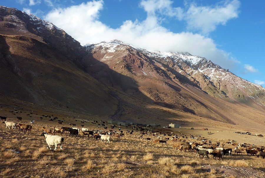 This file photograph taken on 7 October 2017 shows livestock grazing near the Chinese border in the Wakhan Corridor in Afghanistan. (Gohar Abbas/AFP)