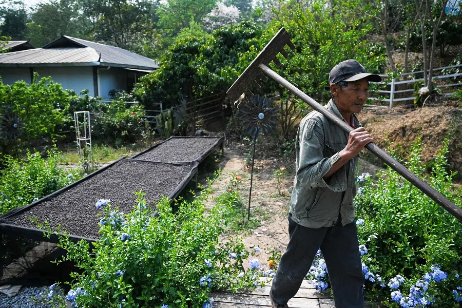 This photo taken on 1 April 2025 shows a worker at a coffee plantation in Pu’er, Yunnan province, China. (Greg Baker/AFP)