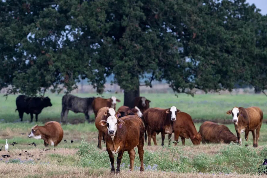 Cattle graze at a ranch in Riesel, Texas, on 12 September 2026.