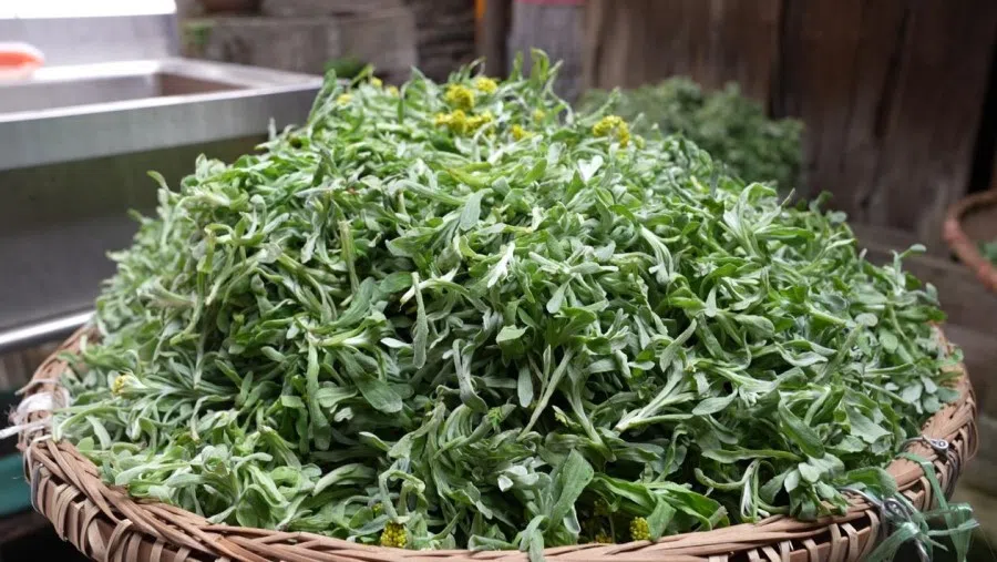 Mugwort, used in green rice dumplings in Shanghai. (CNS)