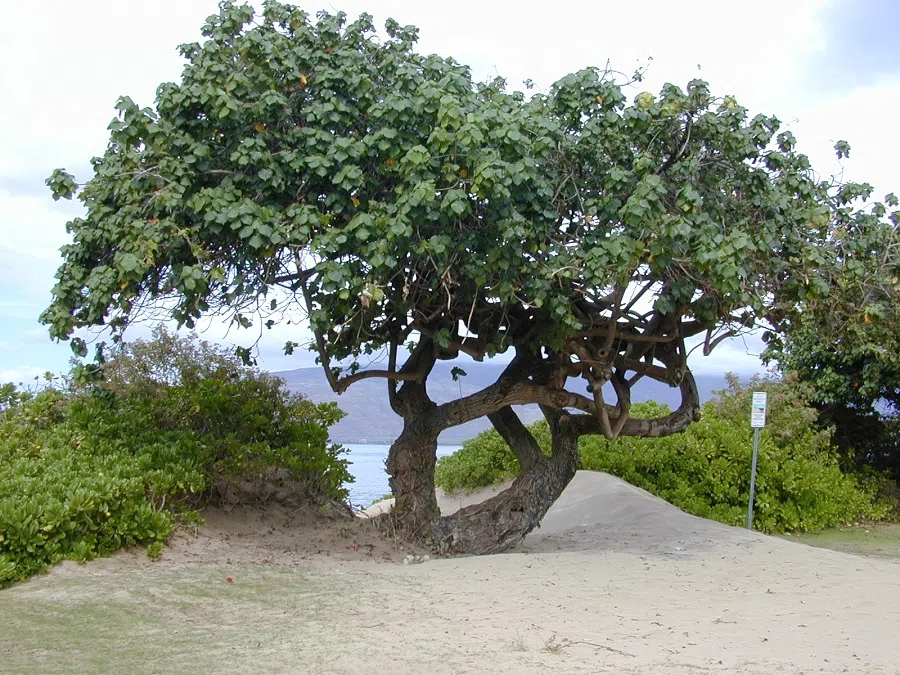A sea hibiscus tree. (Photo: Forest & Kim Starr/Licensed under CC BY 3.0)