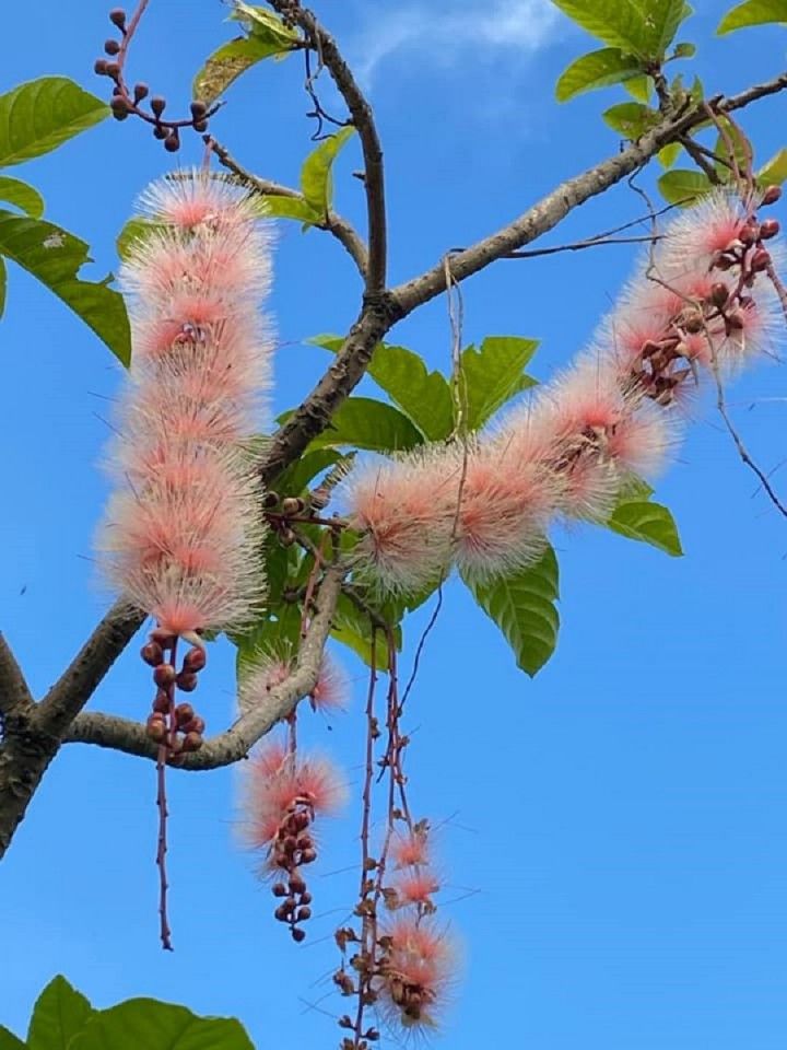 Barringtonia racemosa flowers set against the clear blue sky. (Facebook/蔣勳)