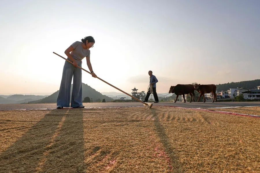 A villager rakes rice drying on a road at a village in Tongren, in China’s southwest Guizhou province on 20 September 2026.