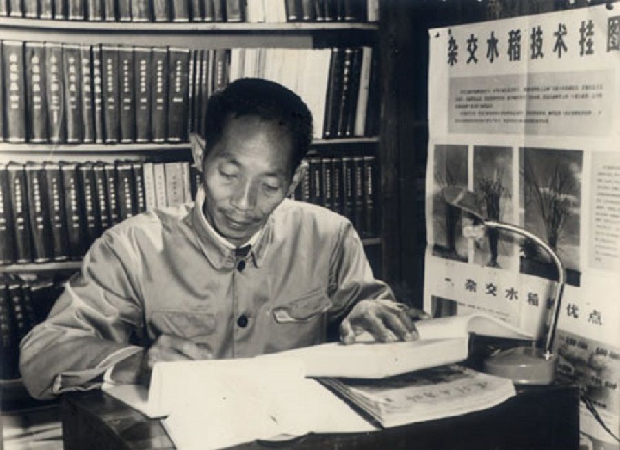 Yuan Longping, 1962. (Wikimedia)
