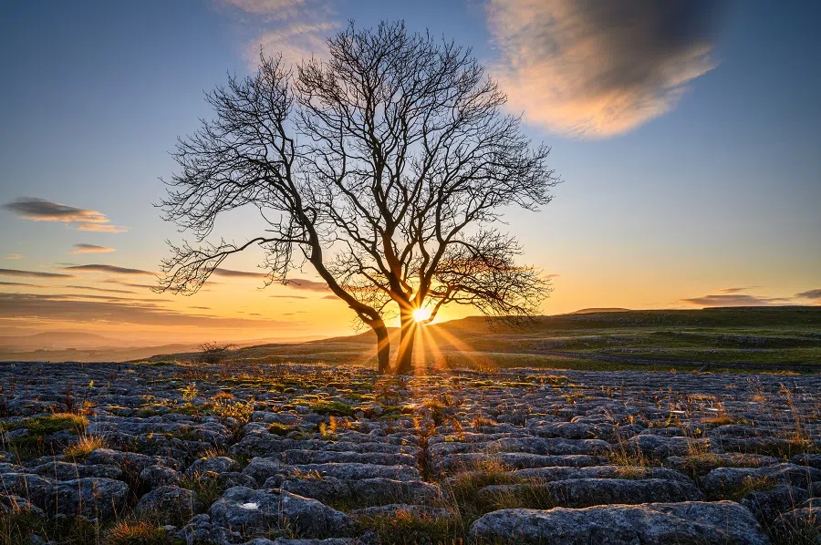 A tree is a giant that stands tall and proud. (iStock)