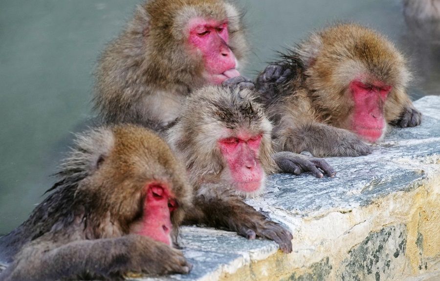 Japanese Macaques, also known as Snow Monkeys, gather to soak in a hot spring at Hakodate Tropical Botanical Garden in Hakodate, Hokkaido, Japan, 14 January 2022, in this photo taken by Kyodo. (Kyodo via Reuters)