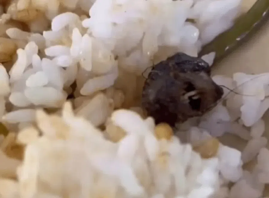 What looked like a rat's head found in a meal turned out to be a duck's head. (Internet)