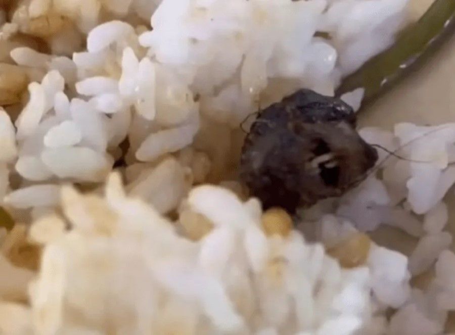 What looked like a rat's head found in a meal turned out to be a duck's head. (Internet)