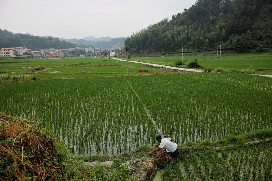 A farmer tends to his rice field in the village of Yangchao in Liping County, Guizhou province, China, 11 June 2021. (Thomas Peter/File Photo/Reuters)