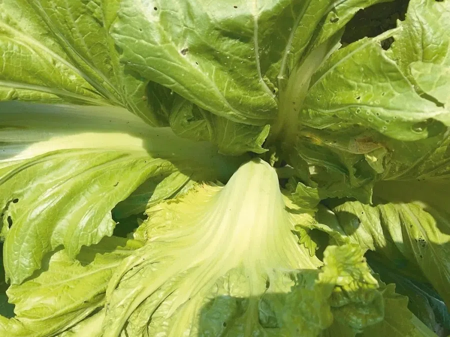 Mustard greens from Chishang. (Photo provided by Chiang Hsun)