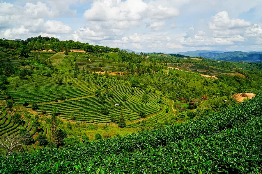 A tea plantation in Pu'er, Yunnan. (iStock)