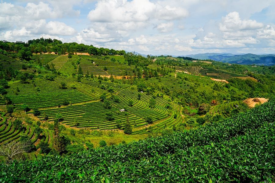 A tea plantation in Pu'er, Yunnan. (iStock)