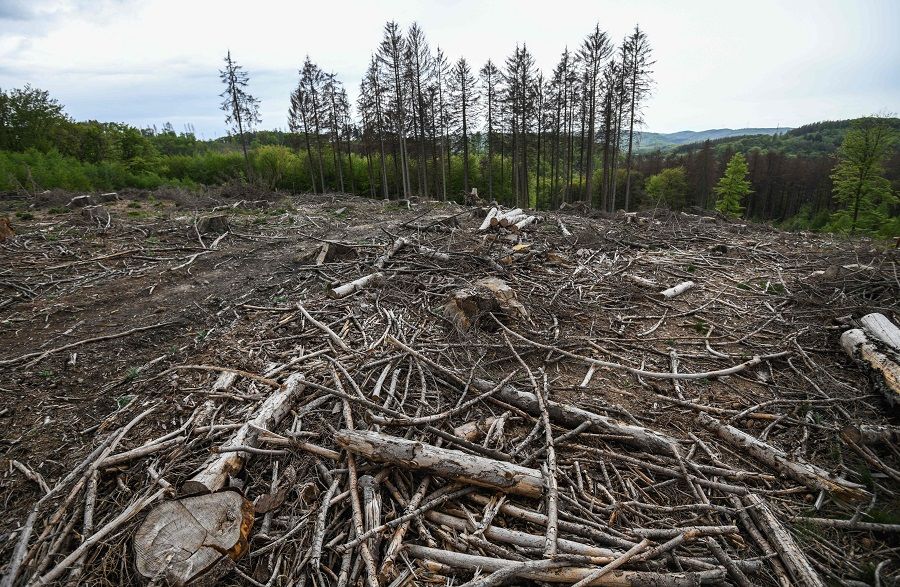 Felled spruce trees suffering from drought stress are seen in a forest near Iserlohn, Germany, on 28 April 2020. (Ina Fassbender/AFP)