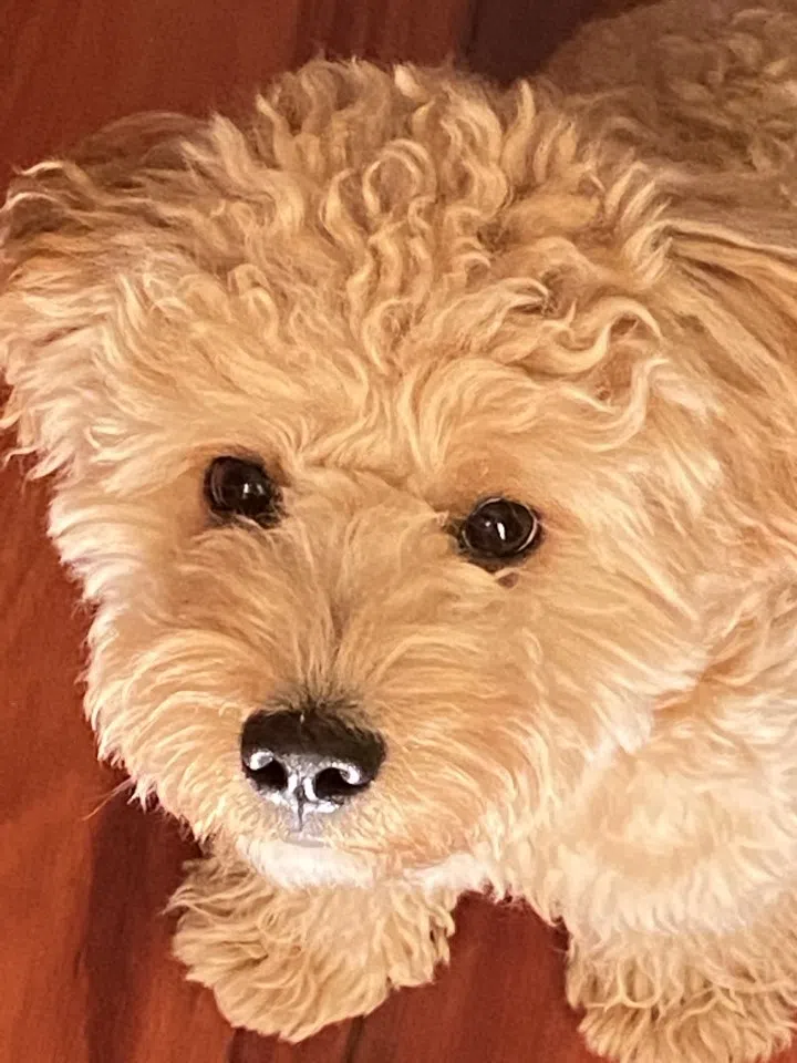 Zhao Yi's dog Ben Ben is his constant companion at home. (Photo provided by interviewee)