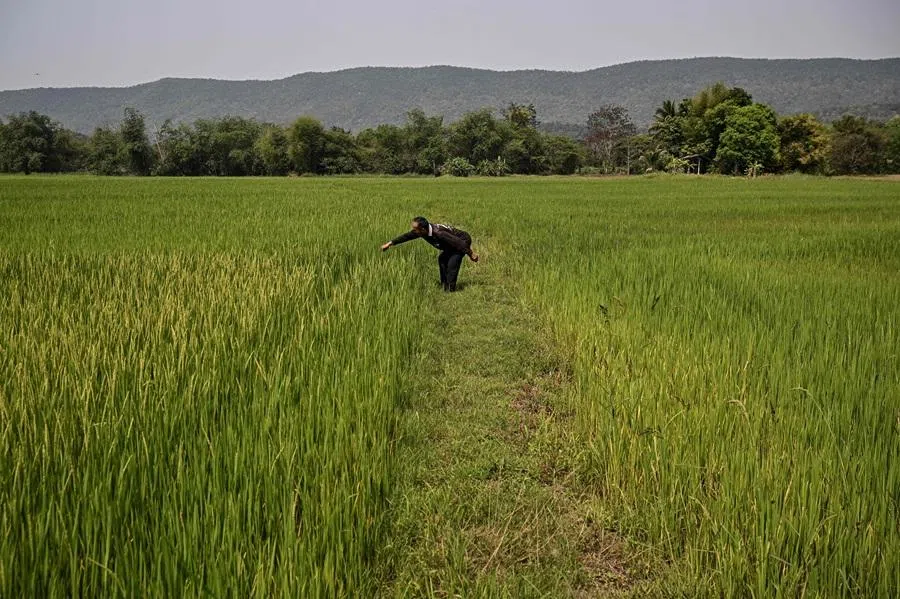 This photo taken on 18 March 2026 shows a farmer inspecting a rice field in Chiang Rai, Thailand. (Lillian Suwanrumpha/AFP)