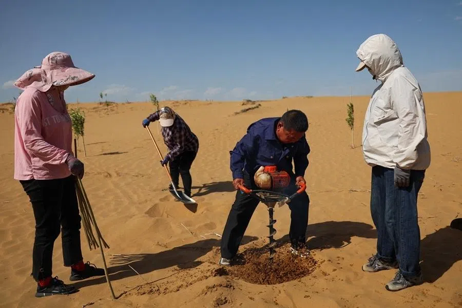 People work to plant tree cuttings at an antidesertification site in Kubuqi desert during an organized media tour, in Ordos, Inner Mongolia Autonomous Region, China, on 12 June 2026.
